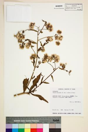 <a href="https://brmas.openmuseum.tw/muse/digi_object/131f8ee7dae8d5f3bdfc372ed736051f" target="_blank">粘毛假蓬／中央研究院生物多樣性研究博物館植物標本館 (HAST)</a>