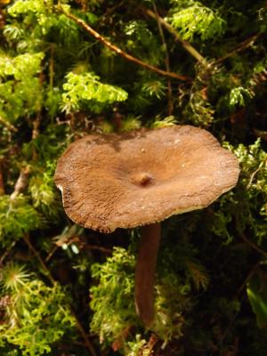 Lactarius lignyotus(黑乳菇)