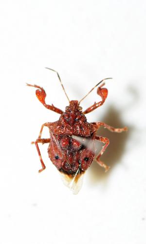 雙峰疣椿象 Cazira verrucosa