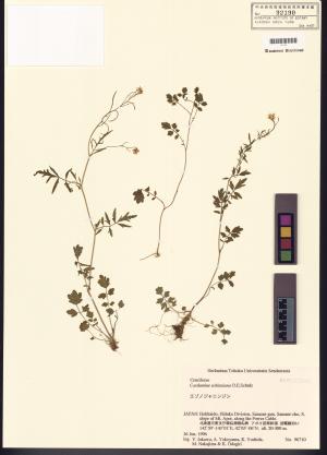<a href="https://brmas.openmuseum.tw/muse/digi_object/13443c84211f62691b30fc6dc0a9db78" target="_blank">碎米薺屬／中央研究院生物多樣性研究博物館植物標本館 (HAST)</a>