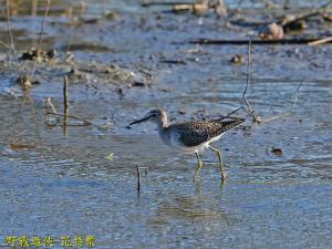 <a href="https://taieol.tw/muse/digi_object/16eba04990e8f80387f9ed56a90a9ab0" target="_blank">鷹斑鷸／By：kinmatsu／iNaturalist</a>