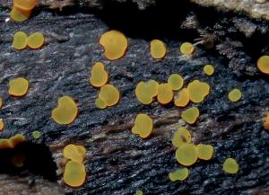 Orbilia delicatula(怡人圓盤菌)