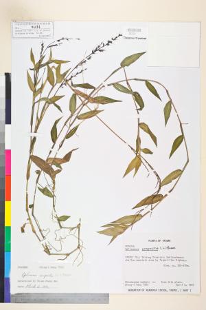 <a href="https://brmas.openmuseum.tw/muse/digi_object/137fcb6baf8f9b039e0ac33bdd742c93" target="_blank">竹葉草／中央研究院生物多樣性研究博物館植物標本館 (HAST)</a>