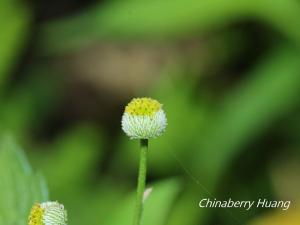 <a href="https://taieol.tw/muse/digi_object/4ae3bb616e40b7c2be94fec5baef873c" target="_blank">茯苓菜／By：chinaberryhuang／iNaturalist</a>