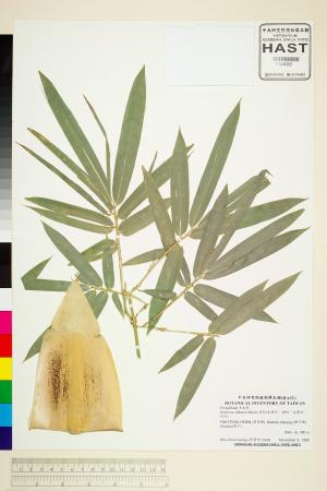 <a href="https://brmas.openmuseum.tw/muse/digi_object/13914126c1dea954077814eb09cf8063" target="_blank">綠竹(毛綠竹、甜竹、烏藥竹、坭竹)／中央研究院生物多樣性研究博物館植物標本館 (HAST)</a>