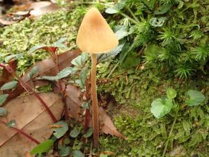 Conocybe aurea(金黃錐蓋傘)