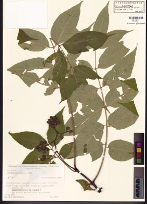 <a href="https://brmas.openmuseum.tw/muse/digi_object/13cd07b464622f2f59eebe92395d39a5" target="_blank">黃檗／中央研究院生物多樣性研究博物館植物標本館 (HAST)</a>
