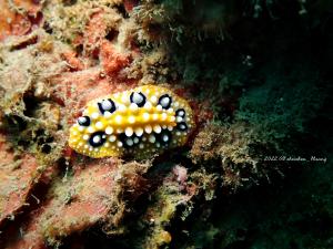 <a href="https://taieol.tw/muse/digi_object/74a2775afcffafd8b0926cc9514227b6" target="_blank">媚眼葉海牛／By：shuchen_huang／iNaturalist</a>