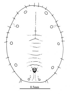 Dialeuropora viburni  (Takahashi, 1933)