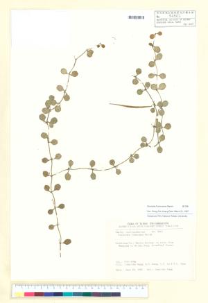 <a href="https://brmas.openmuseum.tw/muse/digi_object/13f270a7f1b33628b9fbbe1f7d26ac12" target="_blank">風不動／中央研究院生物多樣性研究博物館植物標本館 (HAST)</a>