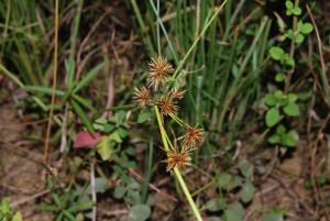 密穗磚子苗-Cyperaceae莎草科-磚子苗屬-Mariscus compactus-20081029嘉義-彌陀溼地-小胖-單子葉-DSC_2592