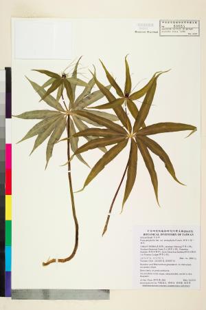 <a href="https://brmas.openmuseum.tw/muse/digi_object/1409c3b58f1752ffe8fecbd0afa9639c" target="_blank">狹葉七葉一枝花／中央研究院生物多樣性研究博物館植物標本館 (HAST)</a>