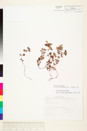 <a href="https://brmas.openmuseum.tw/muse/digi_object/1413ba16e739cf97f32874a05a5b957b" target="_blank">蓬萊珍珠菜／中央研究院生物多樣性研究博物館植物標本館 (HAST)</a>