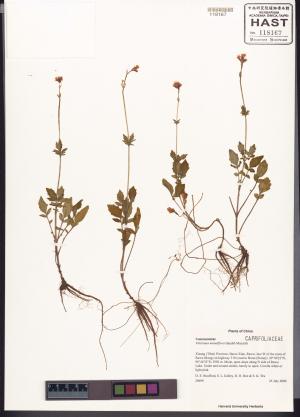 <a href="https://brmas.openmuseum.tw/muse/digi_object/1417f57e4f85279ce85434448ec663fc" target="_blank">小花纈草／中央研究院生物多樣性研究博物館植物標本館 (HAST)</a>