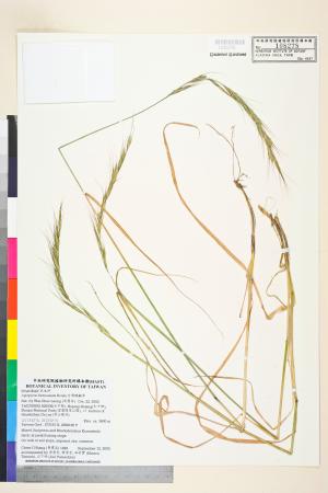 <a href="https://brmas.openmuseum.tw/muse/digi_object/1432500a5dda79d51422e0a653cde654" target="_blank">台灣鵝觀草／中央研究院生物多樣性研究博物館植物標本館 (HAST)</a>