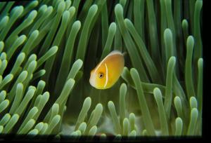 <a href="https://fishdb.sinica.edu.tw/muse/digi_object/2dd60474441c354799f65a98454cbf16" target="_blank">Amphiprion perideraion@fishdb-media-3822／郭道仁</a>