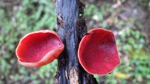 Sarcoscypha coccinea(緋紅肉杯菌)