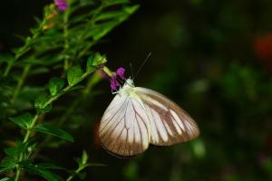 20090919_347323_Appias lyncida eleonora_A.jpg