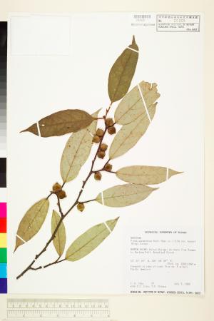 <a href="https://brmas.openmuseum.tw/muse/digi_object/1473ed6d2a3cecda47948216b046a7b8" target="_blank">阿里山珍珠蓮／中央研究院生物多樣性研究博物館植物標本館 (HAST)</a>