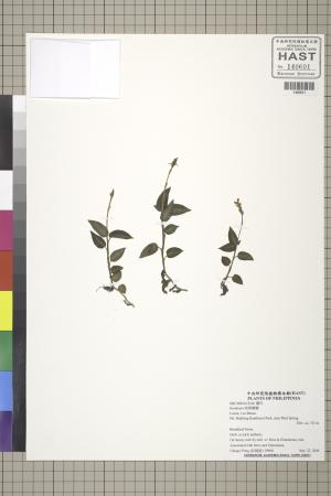 <a href="https://brmas.openmuseum.tw/muse/digi_object/149985e32fb6e3458ff1f9b58f9eeb87" target="_blank">斑葉蘭屬／中央研究院生物多樣性研究博物館植物標本館 (HAST)</a>