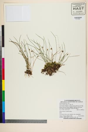 <a href="https://brmas.openmuseum.tw/muse/digi_object/14a8e2f637058e2074333a9f89df76f7" target="_blank">玉山燈心草／中央研究院生物多樣性研究博物館植物標本館 (HAST)</a>