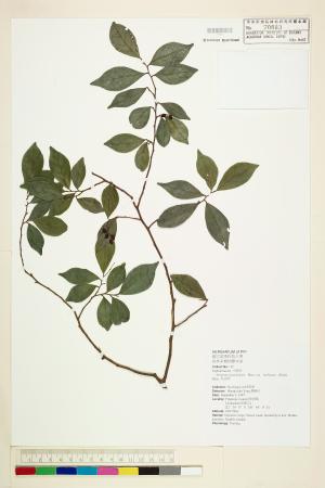 <a href="https://brmas.openmuseum.tw/muse/digi_object/14c4e2556aeca8aed6979e353164755c" target="_blank">枯里珍／中央研究院生物多樣性研究博物館植物標本館 (HAST)</a>
