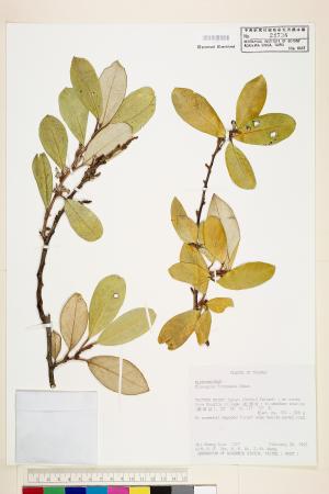 <a href="https://brmas.openmuseum.tw/muse/digi_object/14d6b1fc6fbe454e64ae36e037368106" target="_blank">台灣胡頹子／中央研究院生物多樣性研究博物館植物標本館 (HAST)</a>