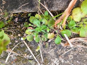 <a href="https://taieol.tw/muse/digi_object/afe090857b635b7ce7bb32a2914f0148" target="_blank">類雛菊飛蓬／By：galanhsnu／iNaturalist</a>
