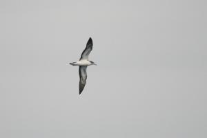<a href="https://taieol.tw/muse/digi_object/1ed53cd1643a6bd92172a11e11927df3" target="_blank">大水薙鳥／By：蕭世輝／臺灣物種名錄(TaiCOL)</a>