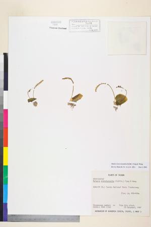 <a href="https://brmas.openmuseum.tw/muse/digi_object/14f0c8f3175e108636a198006bb0213e" target="_blank">小軟葉蘭／中央研究院生物多樣性研究博物館植物標本館 (HAST)</a>