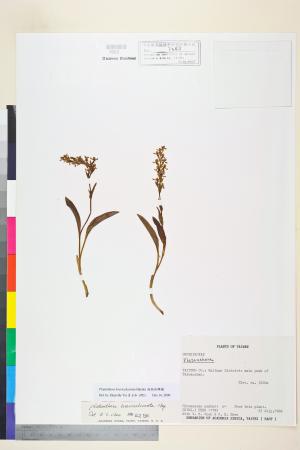 <a href="https://brmas.openmuseum.tw/muse/digi_object/14f332cff0999e252eeb899b977ec2f2" target="_blank">短距粉蝶蘭／中央研究院生物多樣性研究博物館植物標本館 (HAST)</a>