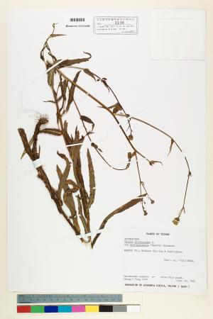<a href="https://brmas.openmuseum.tw/muse/digi_object/150e10fae5266ab6822218f90598c998" target="_blank">玉山毛蓮菜／中央研究院生物多樣性研究博物館植物標本館 (HAST)</a>