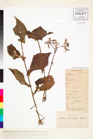 <a href="https://brmas.openmuseum.tw/muse/digi_object/1512ba1e2789eff238266feba91fd516" target="_blank">台灣山苦蕒／中央研究院生物多樣性研究博物館植物標本館 (HAST)</a>