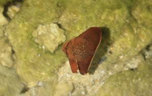 <a href="https://taieol.tw/muse/digi_object/c46719ec2b99714b28f7a604cbd87fed" target="_blank">圓眼燕魚／By：allenlyu／iNaturalist</a>