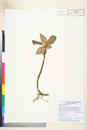 <a href="https://brmas.openmuseum.tw/muse/digi_object/1525fef6ef2556b755eee497dc965e6a" target="_blank">鳳仙花屬／中央研究院生物多樣性研究博物館植物標本館 (HAST)</a>