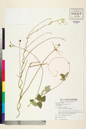 <a href="https://brmas.openmuseum.tw/muse/digi_object/1545502131ae92dafe542c9bb99c030f" target="_blank">賽芻豆／中央研究院生物多樣性研究博物館植物標本館 (HAST)</a>