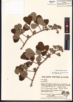 <a href="https://brmas.openmuseum.tw/muse/digi_object/154b5d9c1b099f1459b8c4fd812aee96" target="_blank">Rubus ellipticus／中央研究院生物多樣性研究博物館植物標本館 (HAST)</a>