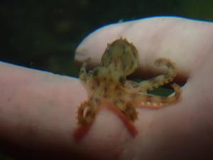 <a href="https://taieol.tw/muse/digi_object/2011edbc7754ee0e5d5f8753492bd6d9" target="_blank">藍紋章魚／By：pchi45／iNaturalist</a>