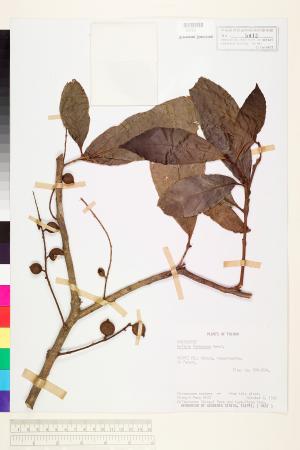 <a href="https://brmas.openmuseum.tw/muse/digi_object/15565aa73098f53b4bacec84b19d0fbd" target="_blank">山龍眼／中央研究院生物多樣性研究博物館植物標本館 (HAST)</a>