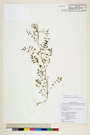 <a href="https://brmas.openmuseum.tw/muse/digi_object/1588035e04d8cec619aaf78d73ddbfe9" target="_blank">水花菜／中央研究院生物多樣性研究博物館植物標本館 (HAST)</a>