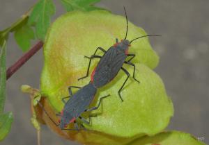 Jadera haematoloma( Herrich-Schäffer , 1847)