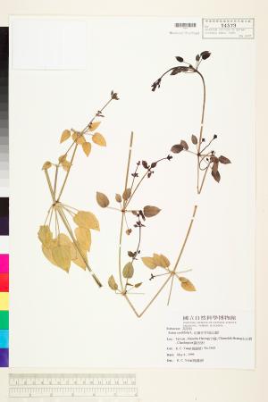 <a href="https://brmas.openmuseum.tw/muse/digi_object/15a080259bef5e3dbc03379a5f093c6f" target="_blank">紅藤仔草／中央研究院生物多樣性研究博物館植物標本館 (HAST)</a>