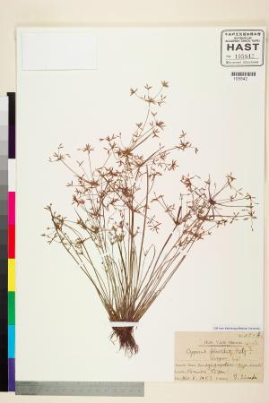 <a href="https://brmas.openmuseum.tw/muse/digi_object/15ad2cfde76efc0ad5b951468c5c9755" target="_blank">畦畔莎草／中央研究院生物多樣性研究博物館植物標本館 (HAST)</a>