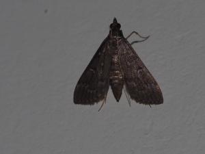 <a href="https://taieol.tw/muse/digi_object/0d9d1ebc440c1893c32e840bfb3b9aad" target="_blank">Symmoracma minoralis／By：max822／iNaturalist</a>