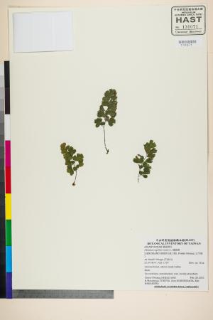 <a href="https://brmas.openmuseum.tw/muse/digi_object/15dd6e7503a421065258585f3097daf0" target="_blank">鐵線蕨／中央研究院生物多樣性研究博物館植物標本館 (HAST)</a>
