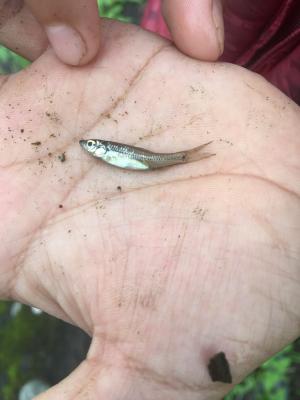 <a href="https://taieol.tw/muse/digi_object/41a971bcb2e73436dd9b6ac49a84e8d2" target="_blank">羅漢魚／By：fantancy／iNaturalist</a>