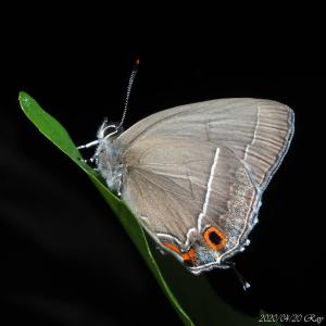 <a href="https://taieol.tw/muse/digi_object/1b6a132b333b11686d4460194bdc4bf3" target="_blank">小翠灰蝶／By：raytsai／iNaturalist</a>