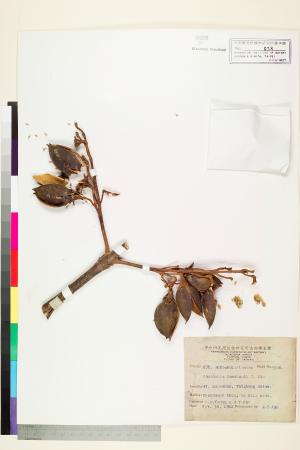 <a href="https://brmas.openmuseum.tw/muse/digi_object/161a3a996e8324a09493d81ab5a493e2" target="_blank">白桐(川泡桐、準東泡桐)／中央研究院生物多樣性研究博物館植物標本館 (HAST)</a>