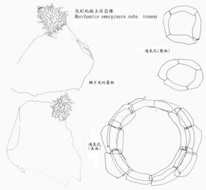 淺刻地錢土佐亞種