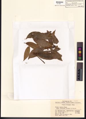 <a href="https://brmas.openmuseum.tw/muse/digi_object/162c1db53de638f97b8b4fb7706b33bb" target="_blank">深紅茵芋／中央研究院生物多樣性研究博物館植物標本館 (HAST)</a>